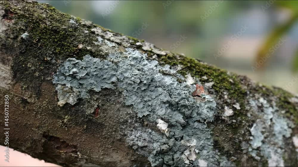 Close-up of textured tree branch covered in gray lichen and green moss in natural outdoor environment Close-up of textured tree branch covered in gray lichen and green moss in natural outdoor environment