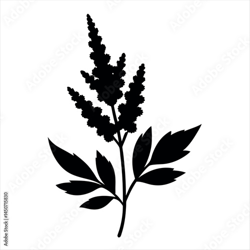 Astilbe plant black silhouette with leaves and flower spikes vector illustration