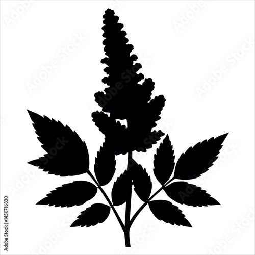 Dramatic Silhouette of Astilbe Flower with Intricate Leaf Pattern on Display