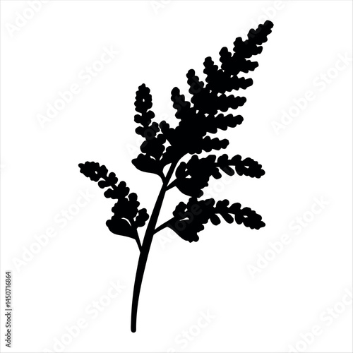 Botanical silhouette of an Astilbe flower on a white isolated background