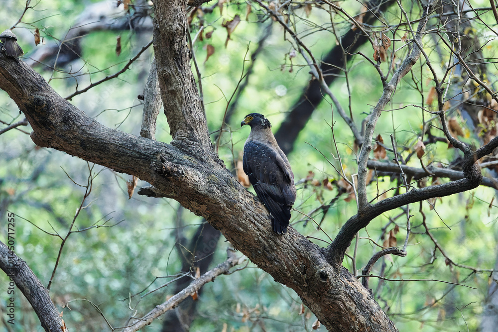 Crested serpent eagle sitting on the tree - Crested serpent eagle sitting on the tree -