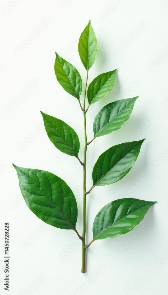 Obraz premium Isolated plant on white background with subtle ripples and undulations, ambiance, botanical, waves