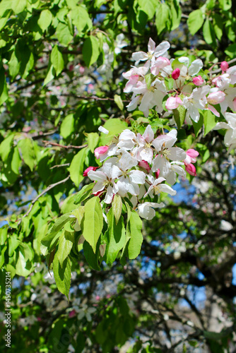 White flowers in the garden
