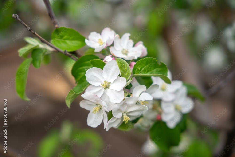 A blooming branch of an apple tree, white apple blossoms A blooming branch of an apple tree, white apple blossoms