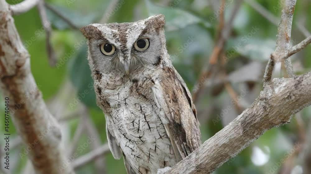 Eastern screech owl perched on tree branch with mottled gray and brown feathers, looking directly at the viewer with large yellow eyes Eastern screech owl perched on tree branch with mottled gray and brown feathers, looking directly at the viewer with large yellow eyes