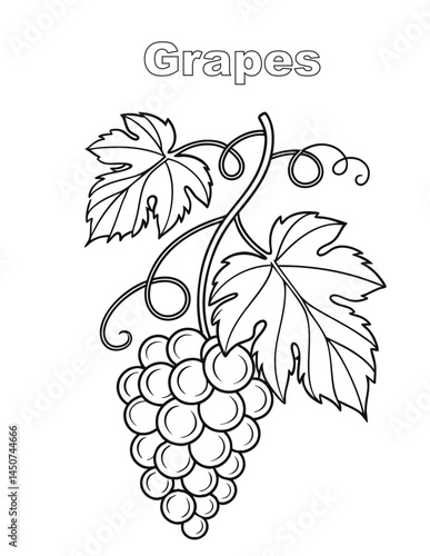 A coloring book page of grapes. Showing the details of the grapes, leaves, and stem. Perfectly rendered for coloring