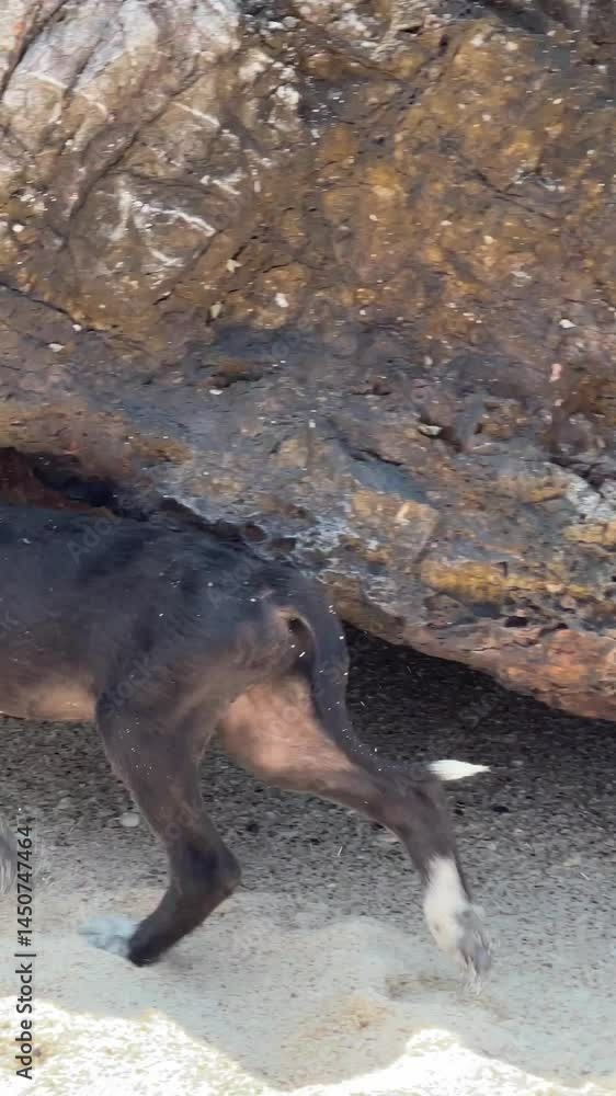 A cute puppy rests by a rock on the beach, happily enjoying the scenic water view A cute puppy rests by a rock on the beach, happily enjoying the scenic water view