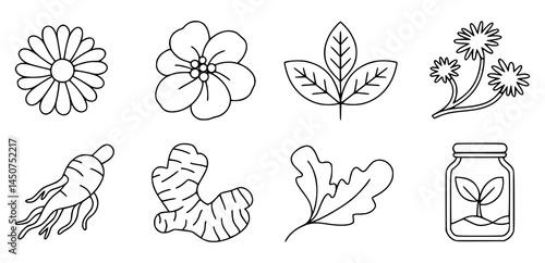 Herbal plant icons and medicinal ingredients vector illustration