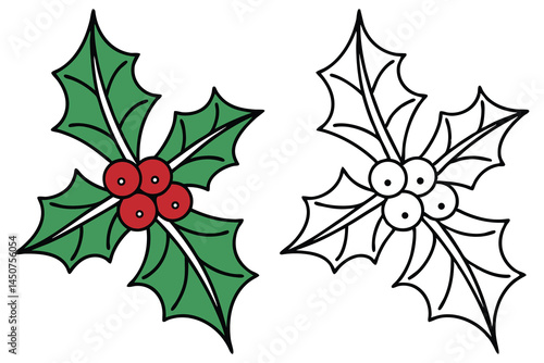 Fresh holly sprig with vibrant red berries and outlined version show on white background