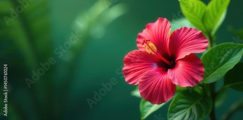 Wallpaper Mural Vibrant hibiscus, lush palm leaf, tropical backdrop, closeup, design Torontodigital.ca