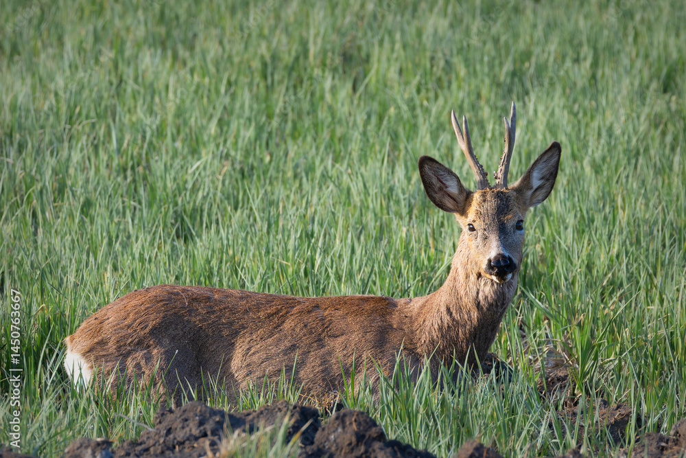 custom made wallpaper toronto digitalroe deer buck sitting in agricultural field