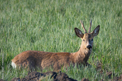 Wallpaper Mural roe deer buck sitting in agricultural field Torontodigital.ca