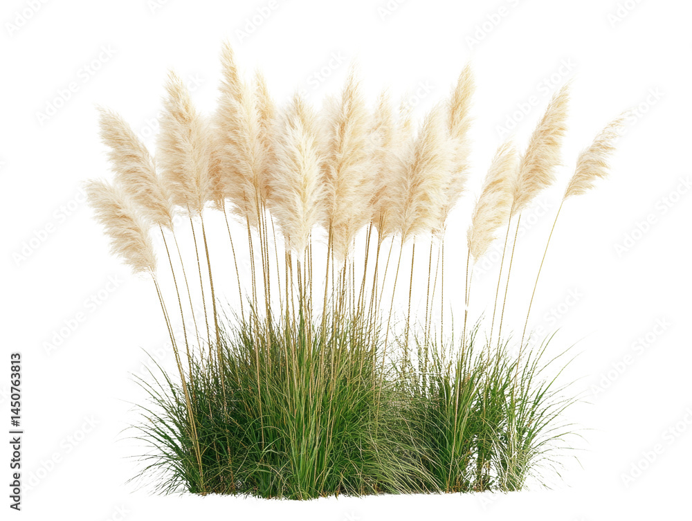Ornamental pampas grass plumes with a transparent background, natural garden elements, ideal for graphic compositions, home decor and bohemian themes Ornamental pampas grass plumes with a transparent background, natural garden elements, ideal for graphic compositions, home decor and bohemian themes