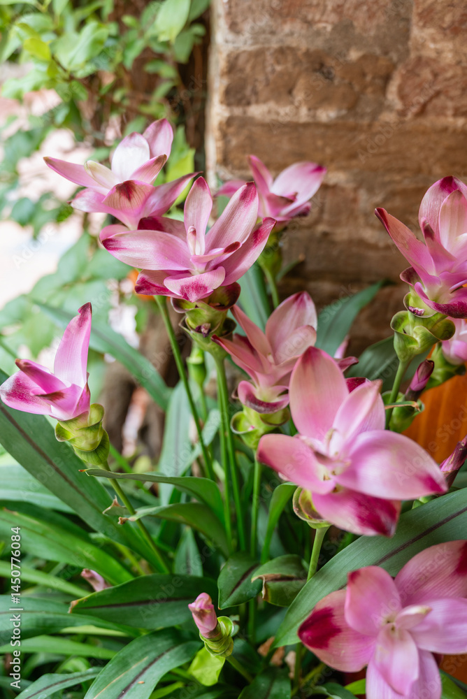 Curcuma plant with blooming pink flowers Curcuma plant with blooming pink flowers