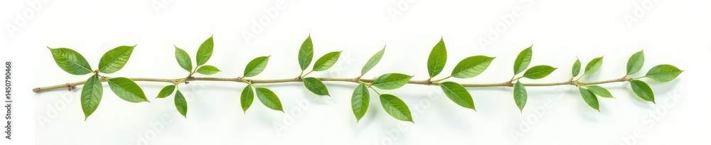 Isolated branches of a small shrub on a white background with a soft light effect, minimalist, greenery Isolated branches of a small shrub on a white background with a soft light effect, minimalist, greenery