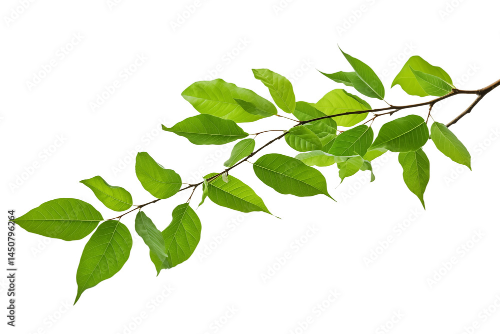 Fototapeta premium A branch with vibrant green leaves against a stark in a studio setting transparent background png