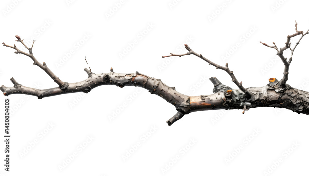 Bare tree branch with clipping path on transparent background Bare tree branch with clipping path on transparent background