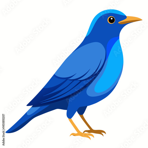 Blue Rock Thrush Vector on White