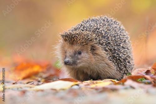Northern white-breasted hedgehog erinaceus roumanicus inhabitant of dry lowland deciduous forest, scrub, gardens, villages, cities, and parks, food is insects, snakes, frogs, lizards, and bird eggs