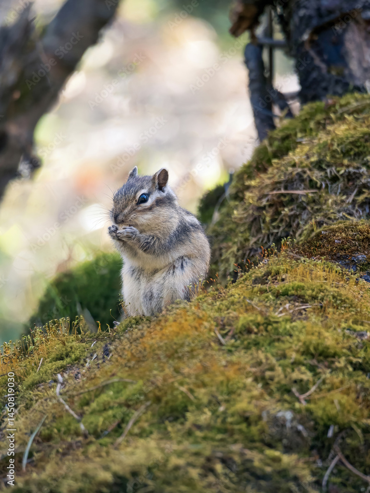 Naklejka premium Chipmunk standing on its hind legs among moss