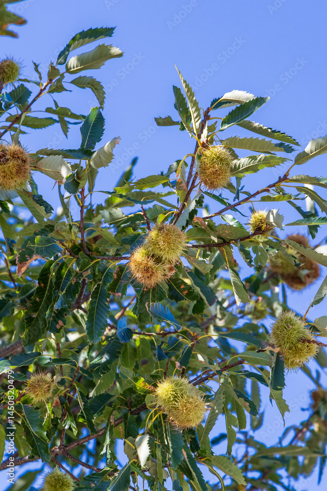 Chestnut on a tree in the mountains of Albania.