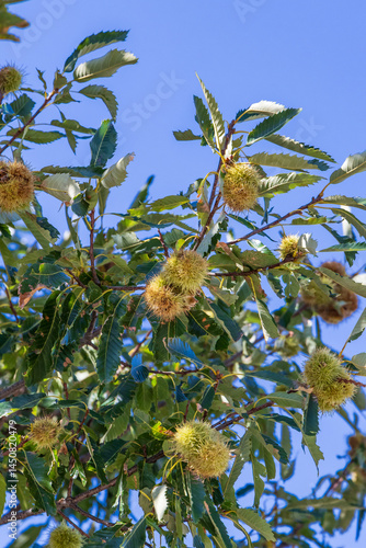Obraz na płótnie Chestnut on a tree in the mountains of Albania. w salonie