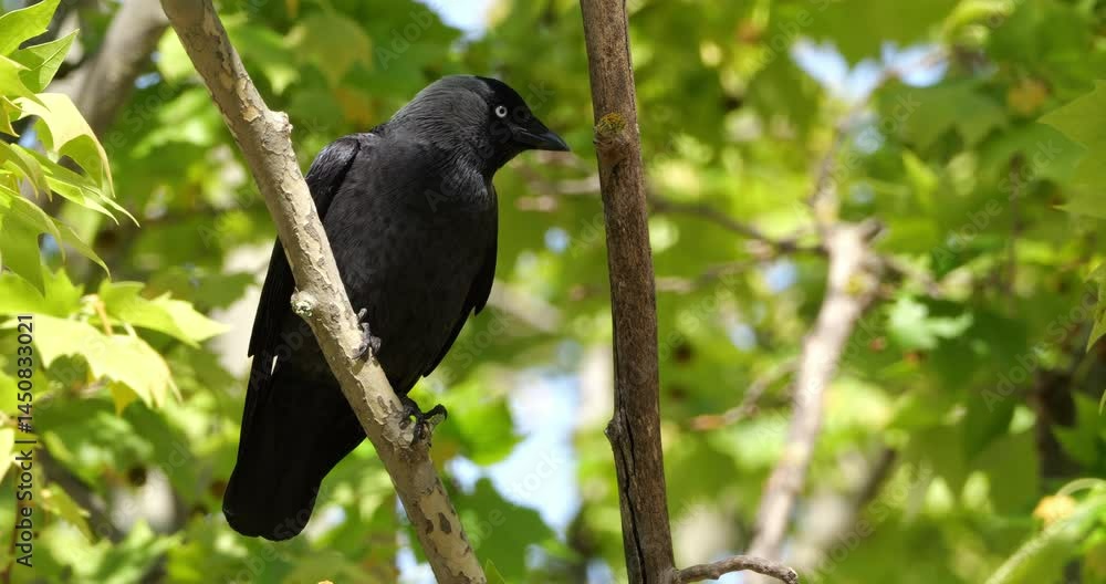 Western jackdaw (Coloeus monedula), perched on a platanus, France Western jackdaw (Coloeus monedula), perched on a platanus, France