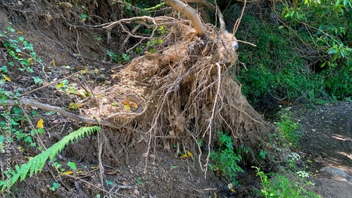 Root-entangled tree corpse whispers earth's ancient secrets, invoking World Tree Day and Fern Fossil Mysteries lore