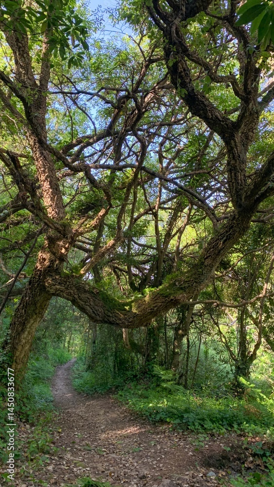 Enchanted forest trail under twisted, ancient trees creates a whimsical escape, perfect for Walpurgis Night or Faerie folklore Enchanted forest trail under twisted, ancient trees creates a whimsical escape, perfect for Walpurgis Night or Faerie folklore
