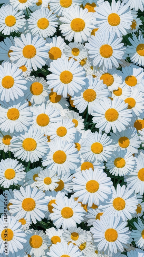 Dense daisy field illustration with mixed sizes and lush green foliage Dense daisy field illustration with mixed sizes and lush green foliage