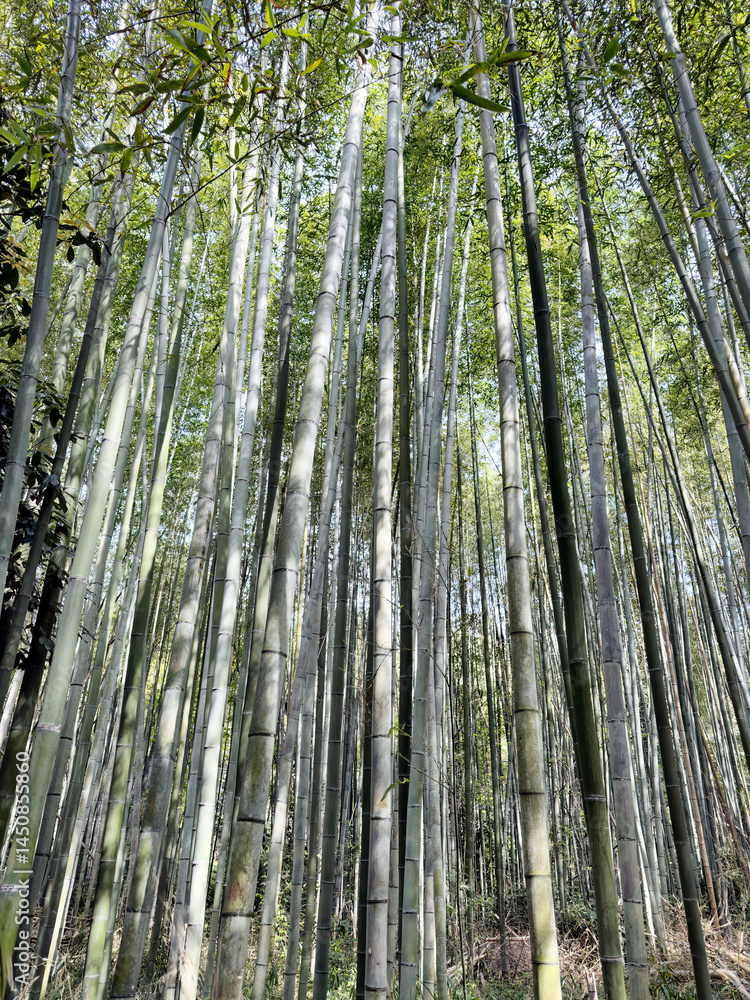 Tall bamboo trees growing in Japan during late spring