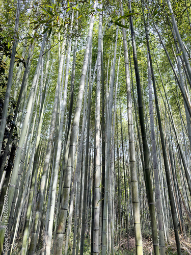 Obraz na płótnie Tall bamboo trees growing in Japan during late spring w salonie