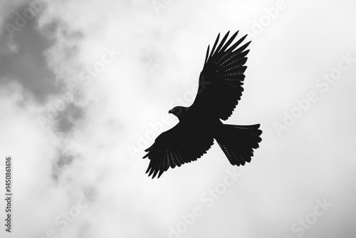 Black and white hawk flying in the sky wildlife photography bird of prey nature background image stock photo