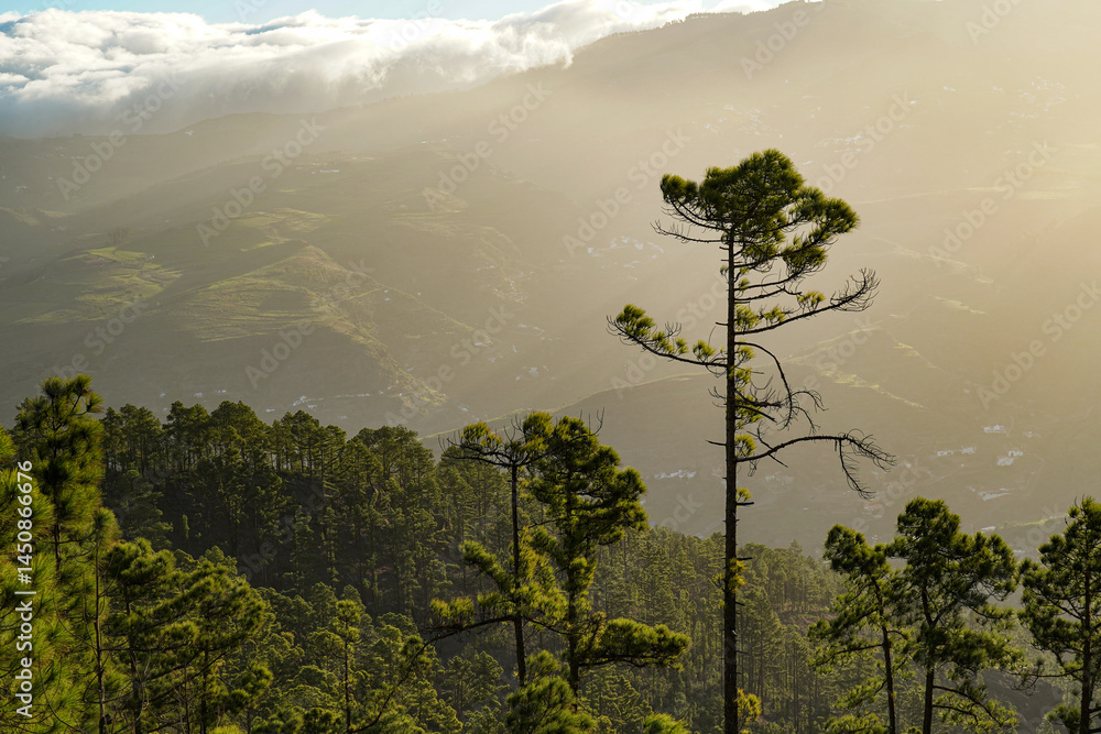 Obraz premium mountain landscape with canaria pines