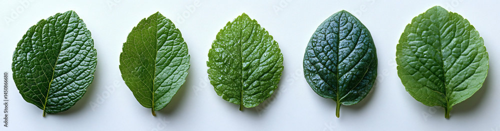 Obraz premium Fresh blueberry leaves on white. High-resolution studio shot with clear details, vivid green color, and sharp focus. Ideal for organic designs and spring themes.