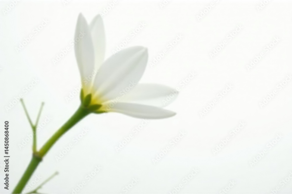 Fototapeta premium Single white bloom isolated on white background, white, nature