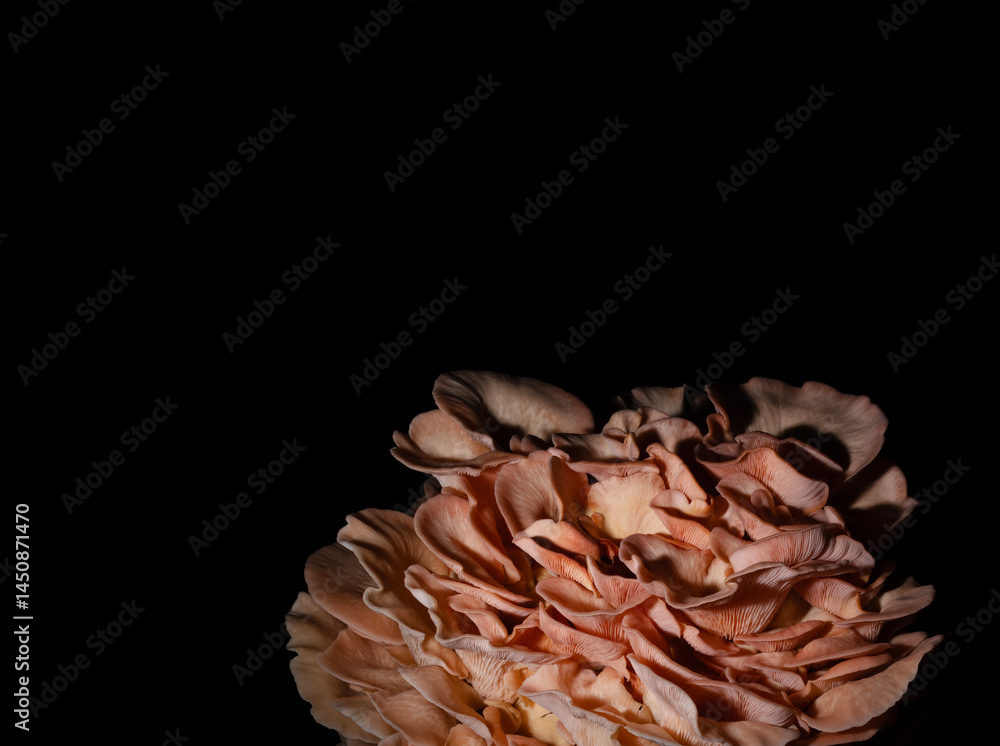 Copy space above pink oyster mushrooms