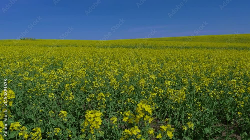 A stunning view of a vast yellow canola field under a clear blue sky, perfect for nature lovers to enjoy A stunning view of a vast yellow canola field under a clear blue sky, perfect for nature lovers to enjoy