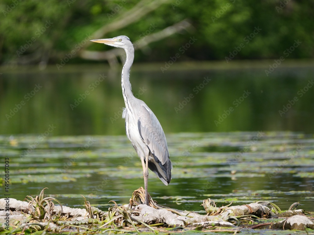 Fototapeta premium Graceful heron by serene lake