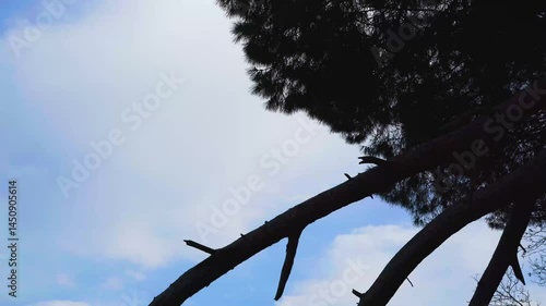 time lapse of clouds behind the trees