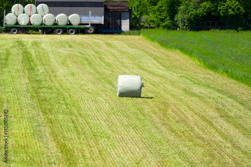 High angle view of wrapped hay bales with green plastic cover lying on cut meadow on a sunny spring day. Photo taken April 30th, 2025, Zurich Rümlang, Switzerland.