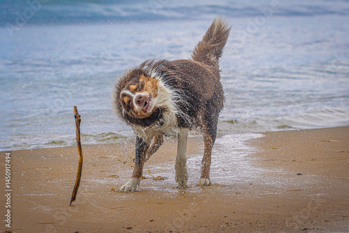 A wet Border Collie shaking off water on the beach—capturing playful energy, summer fun, and the bond between dogs and nature. Perfect for pet, outdoor, and lifestyle content