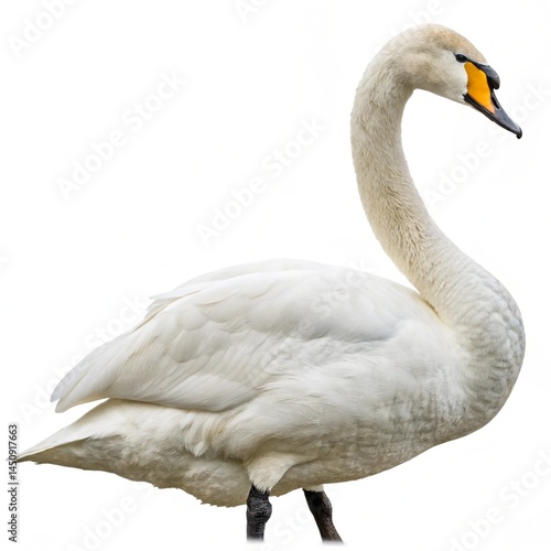 whooper swan isolated on white background