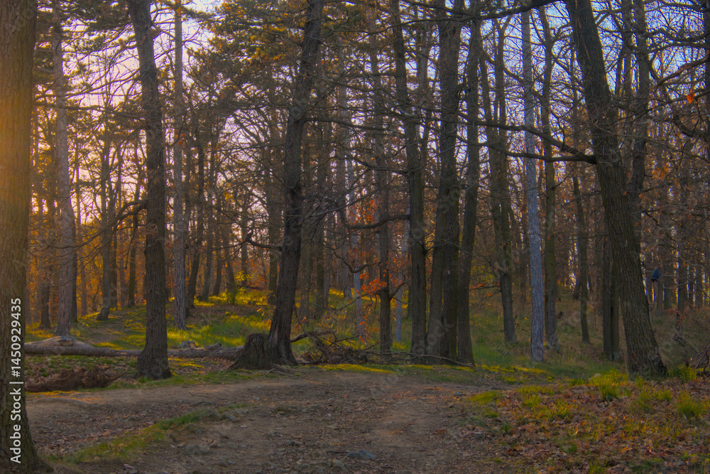 Obraz premium Beautiful evening forest bathed in warm orange sunlight with long tree shadows, creating a peaceful and magical atmosphere, sunset