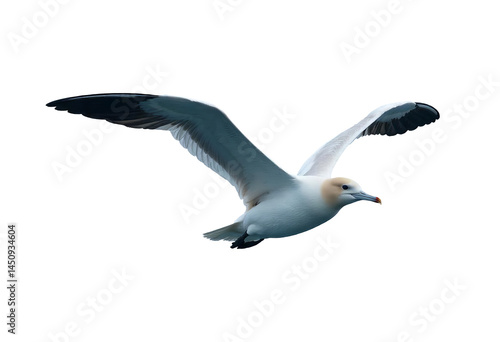A white seabird with black wingtips soars against a transparent background