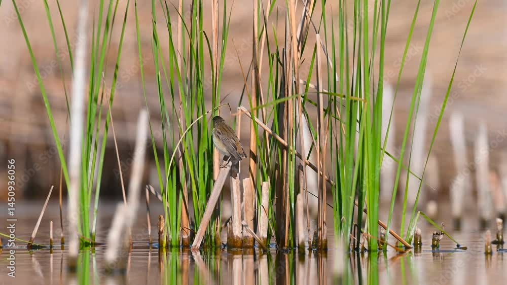A pretty little bird that roosts and flies in the spring on reed vegetation. Sedge Warbler. Acrocephalus schoenobaenus. Van, Turkey. A pretty little bird that roosts and flies in the spring on reed vegetation. Sedge Warbler. Acrocephalus schoenobaenus. Van, Turkey.