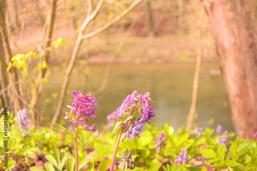 Obraz premium Purple wildflowers blooming in a green forest near a calm lake with soft sunlight. Ideal for spring marketing, eco branding, wellness websites, and seasonal nature campaigns.