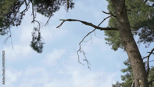 tree in winter