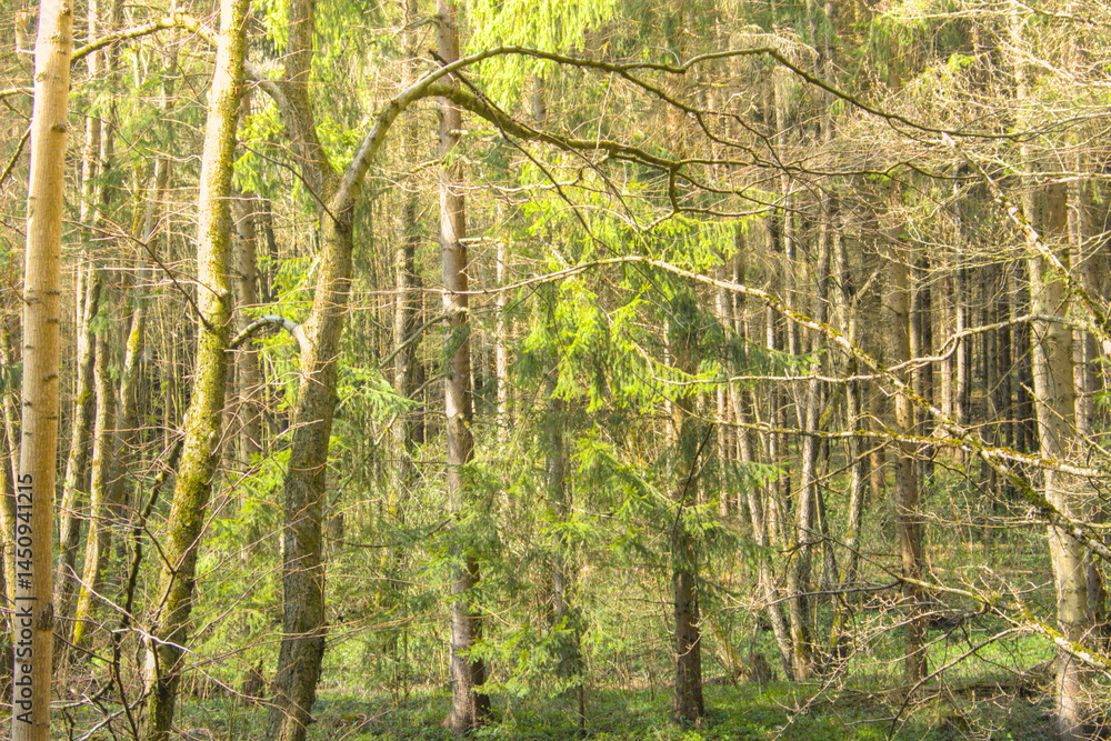 Fototapeta premium Sunlit early spring forest and park with fresh green trees and budding leaves, showcasing peaceful woodland paths and vibrant new growth.