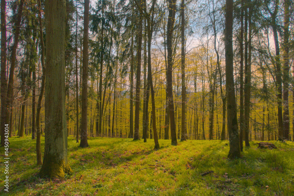 Fototapeta premium Sunlit early spring forest and park with fresh green trees and budding leaves, showcasing peaceful woodland paths and vibrant new growth.